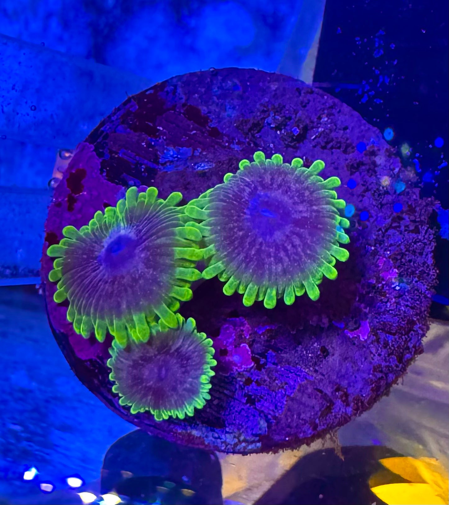 WWC Purple Monster zoa with purple oral discs and fluorescent green skirts — UK grown by Zoanation