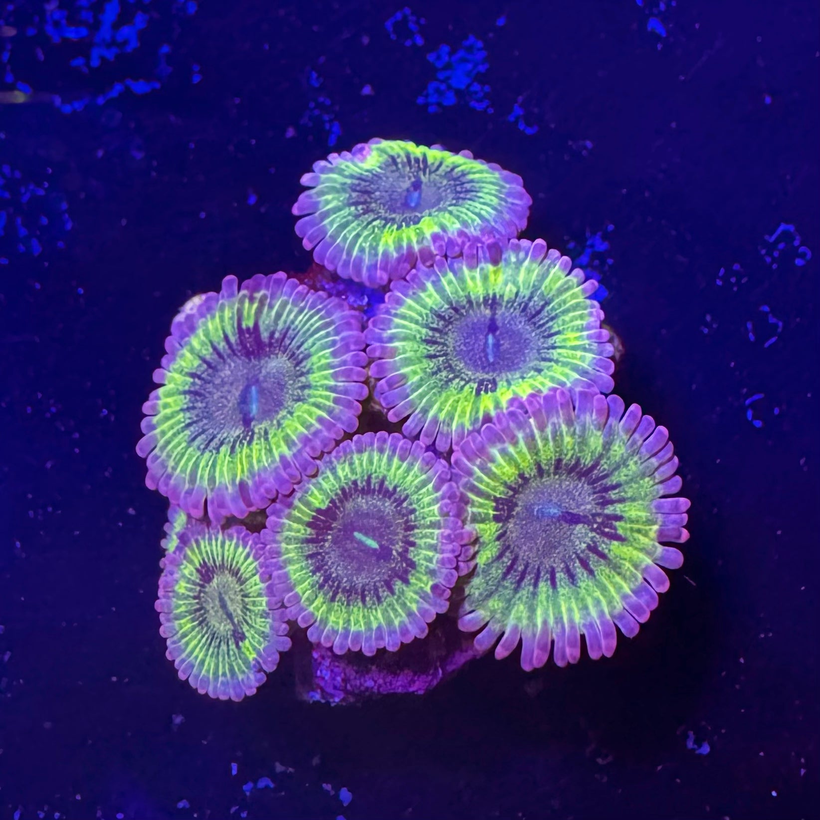 Chiquita zoa with purple centres, fluorescent yellow-green rings and lavender skirts — UK grown by Zoanation