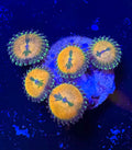 Bowtie Blaster zoa with orange-gold polyps and dark bow-tie centres — UK grown by Zoanation
