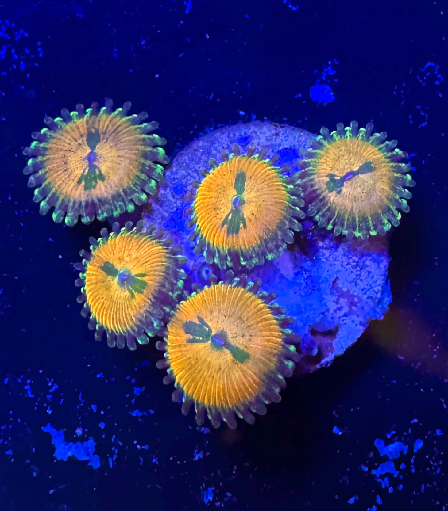 Bowtie Blaster zoa with orange-gold polyps and dark bow-tie centres — UK grown by Zoanation