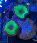 Paly Grandis with giant fluorescent green oral discs and purple skirts — UK grown by Zoanation