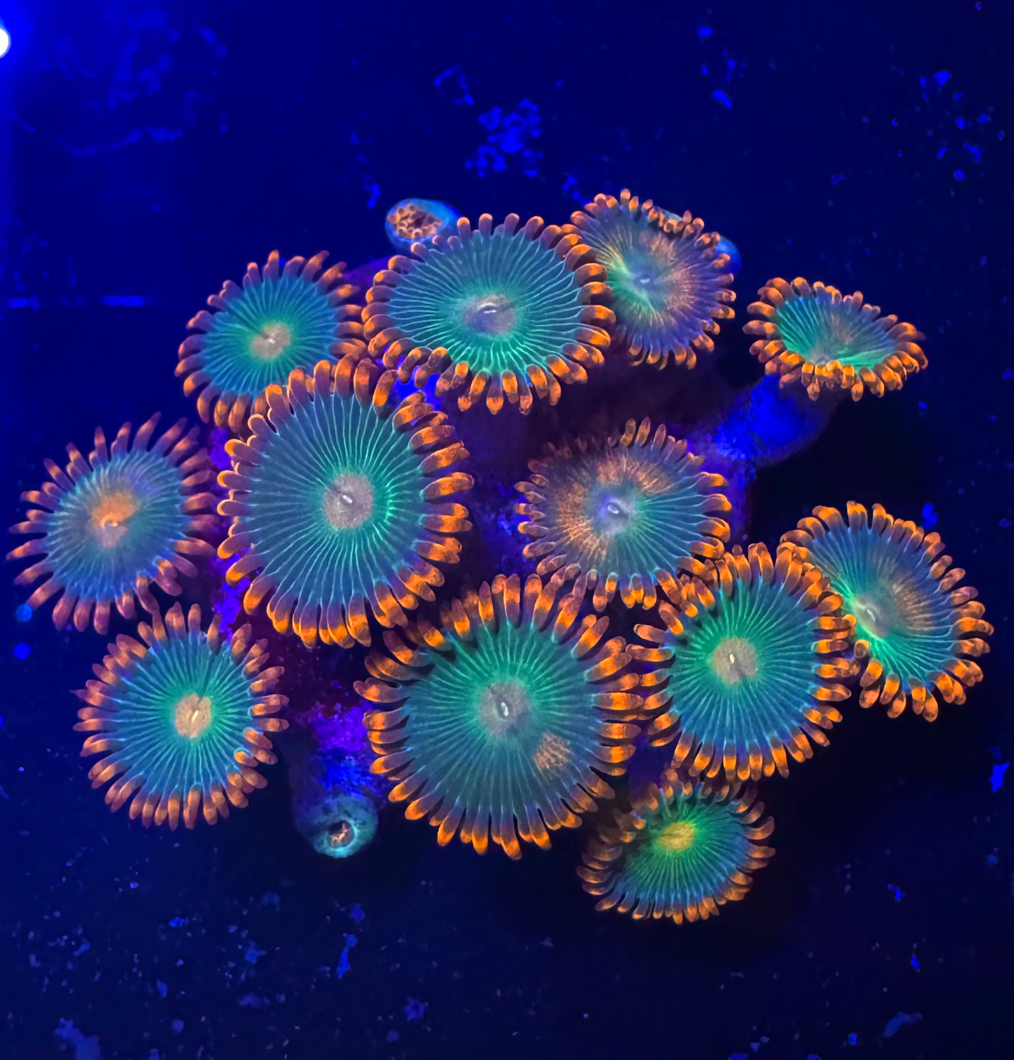 Gatorade zoa with muted blue-green discs, mauve skirts and warm orange tips — UK grown by Zoanation