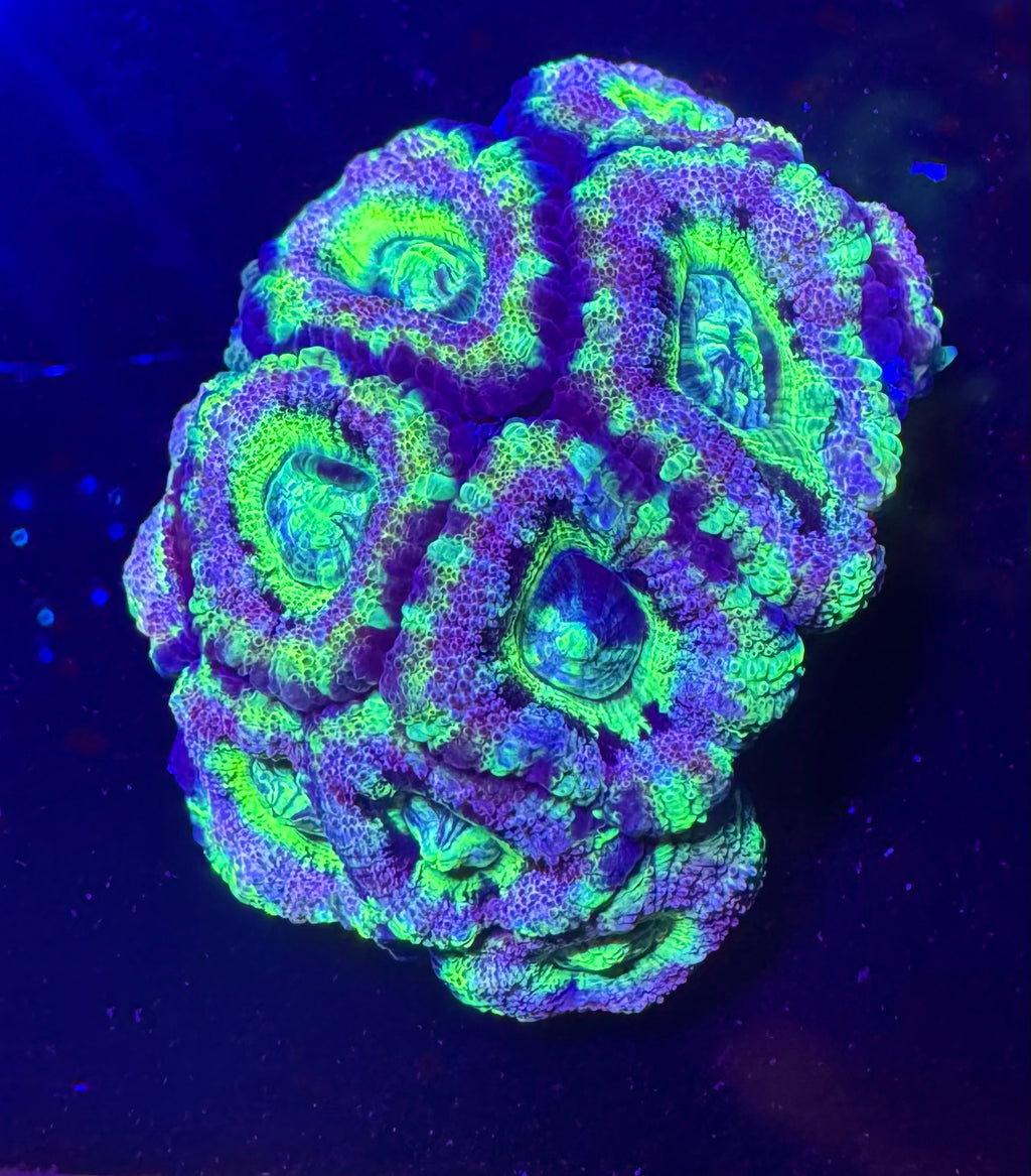 Lavender Rainbow Acan Lord — mother colony, reference only