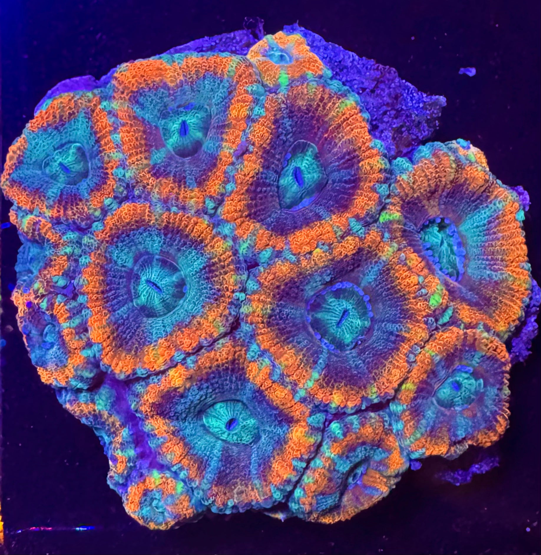 Red and Blue Acan Lord — exact WYSIWYG Frag A for sale