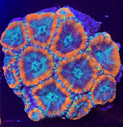 Red and Blue Acan Lord — exact WYSIWYG Frag A for sale
