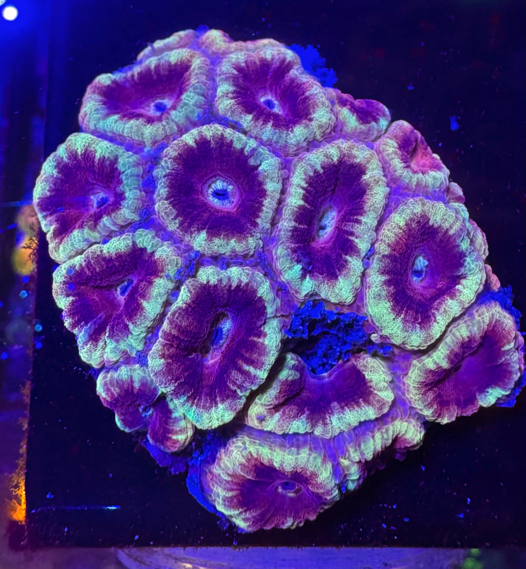 Purple and Yellow Acan Lord — mother colony for reference