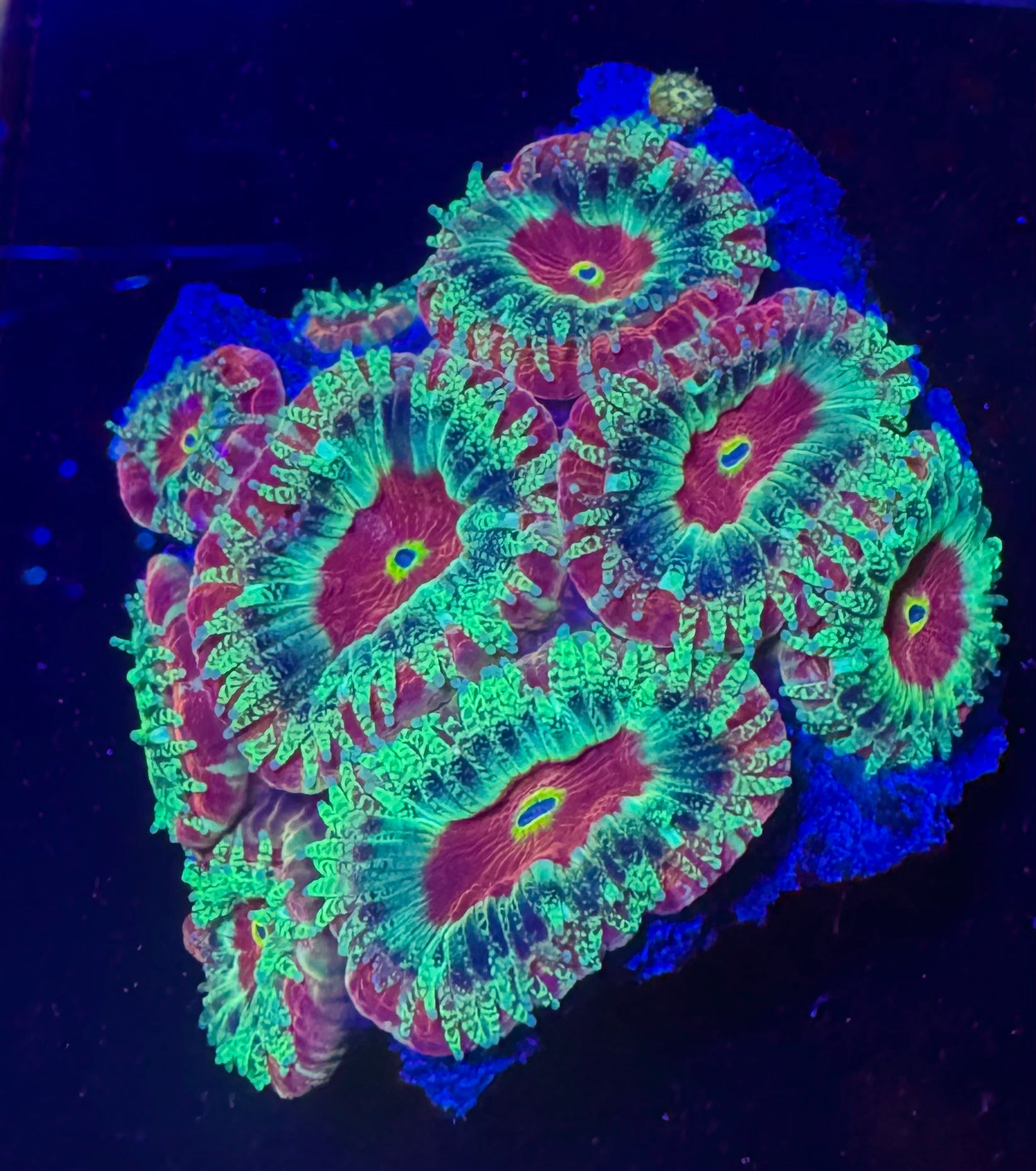 Maroon Voltage Acan Lord — mother colony with neon green tentacles under blue light