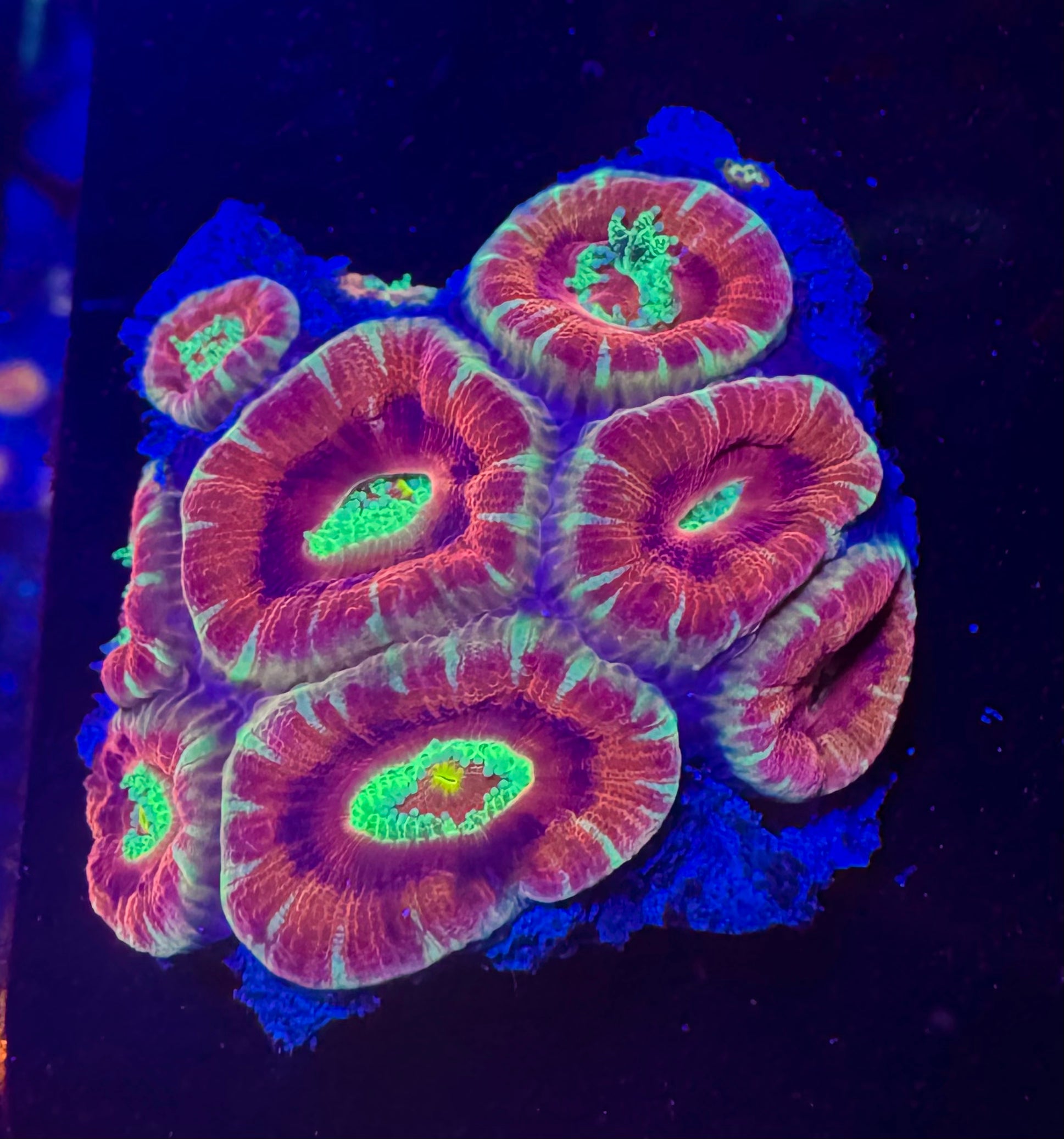 Maroon Voltage Acan Lord — mother colony, second view for reference