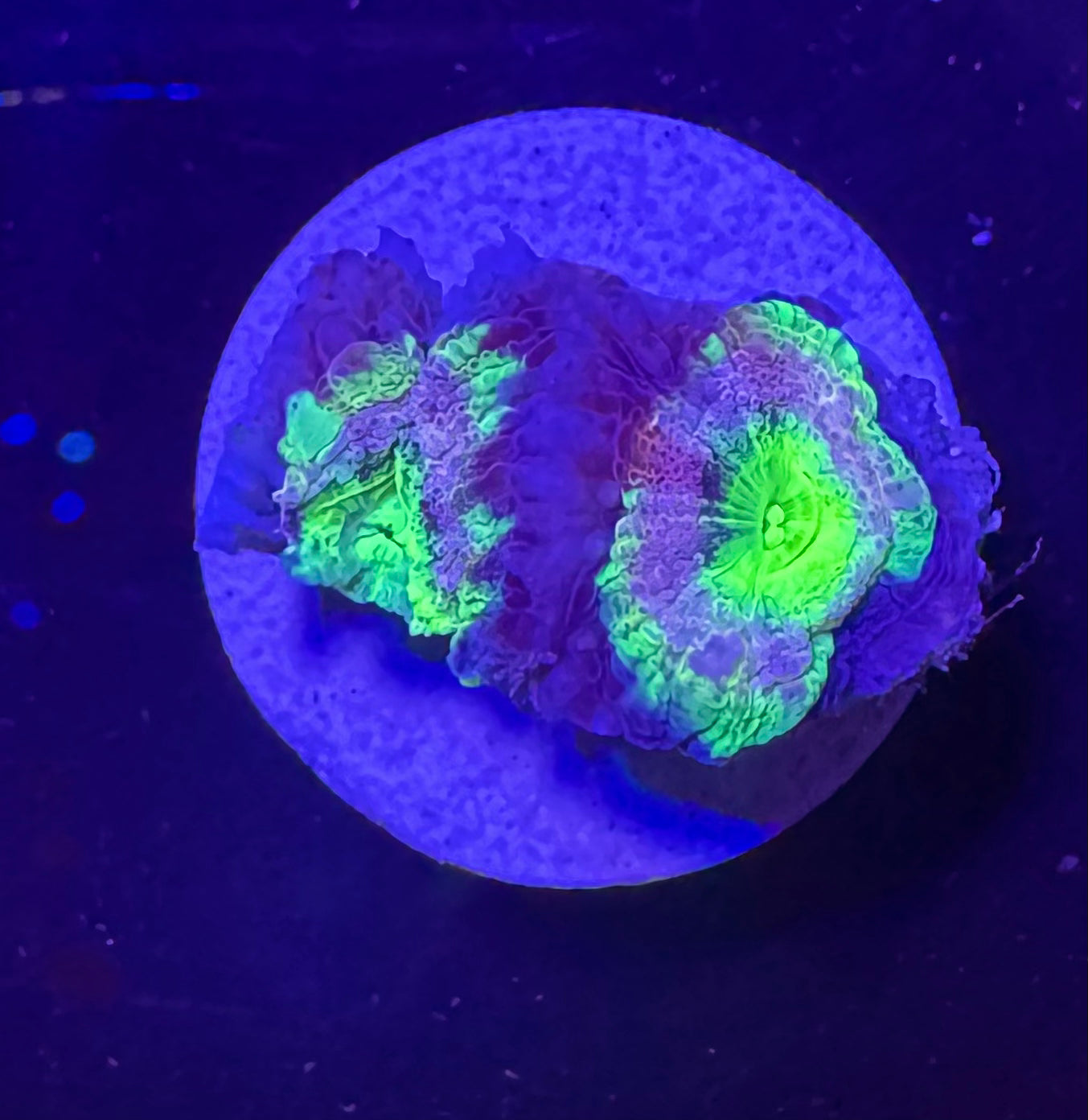 Lavender Rainbow Acan Lord — WYSIWYG Frag A