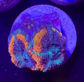Red and Blue Acan Lord — mother colony shown for reference