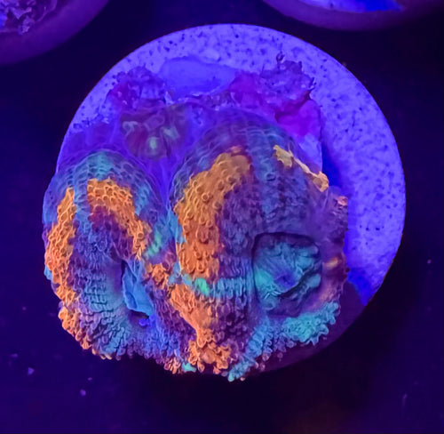 Red and Blue Acan Lord — mother colony shown for reference