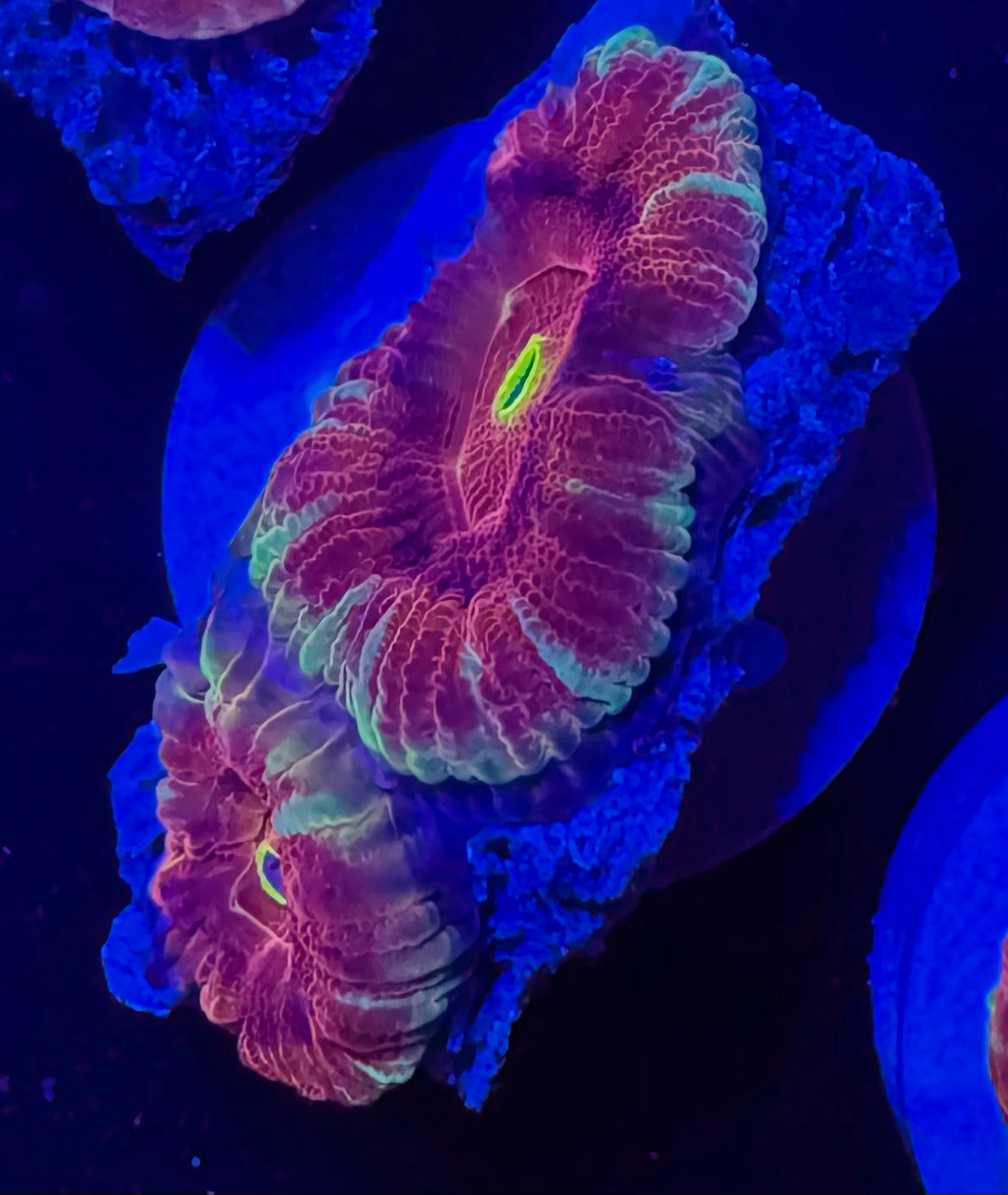 Maroon Voltage Acan Lord — exact WYSIWYG Frag A for sale