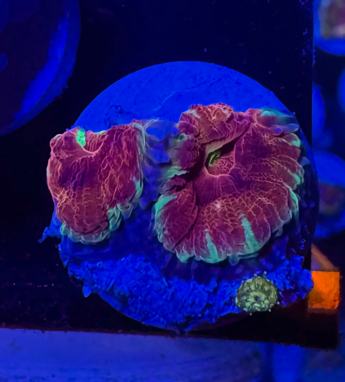 Maroon Voltage Acan Lord — exact WYSIWYG Frag B for sale