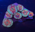 Seduction zoa strain with copper-red radial markings, pale blue-grey outer discs and mint-green skirt tips — UK grown by Zoanation