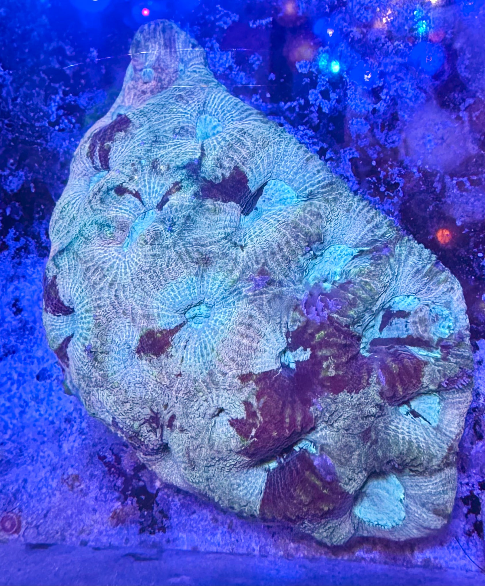 Pastel Favia mother colony — reference only, not the frag for sale