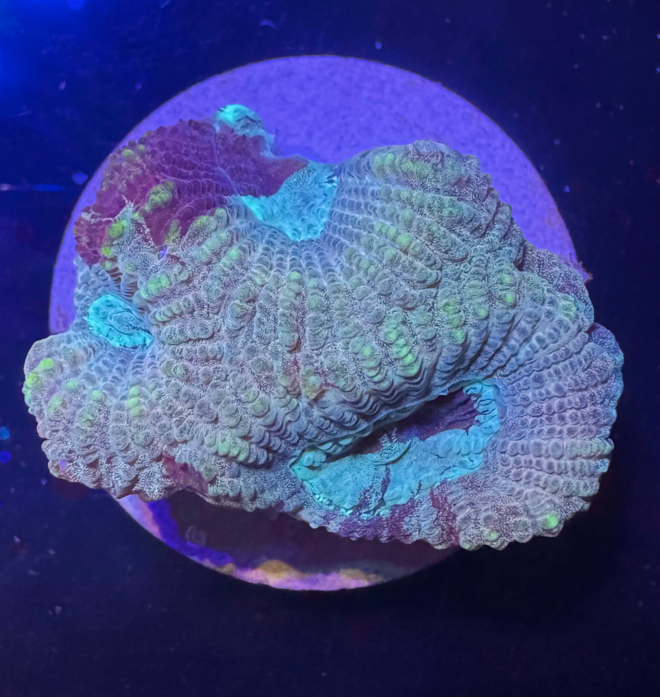 Pastel Favia — exact WYSIWYG Frag C for sale