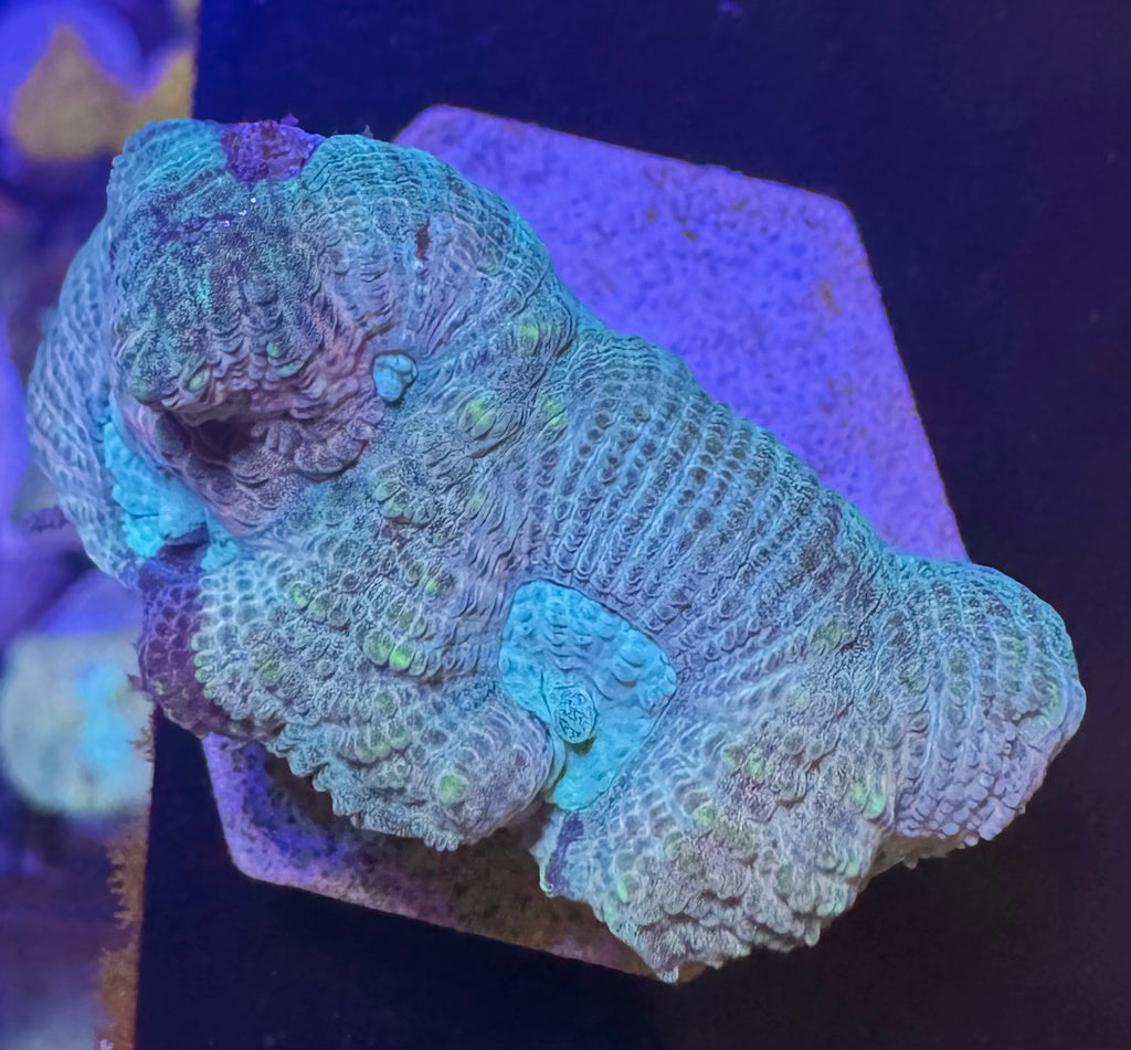 Pastel Favia — exact WYSIWYG Frag A for sale