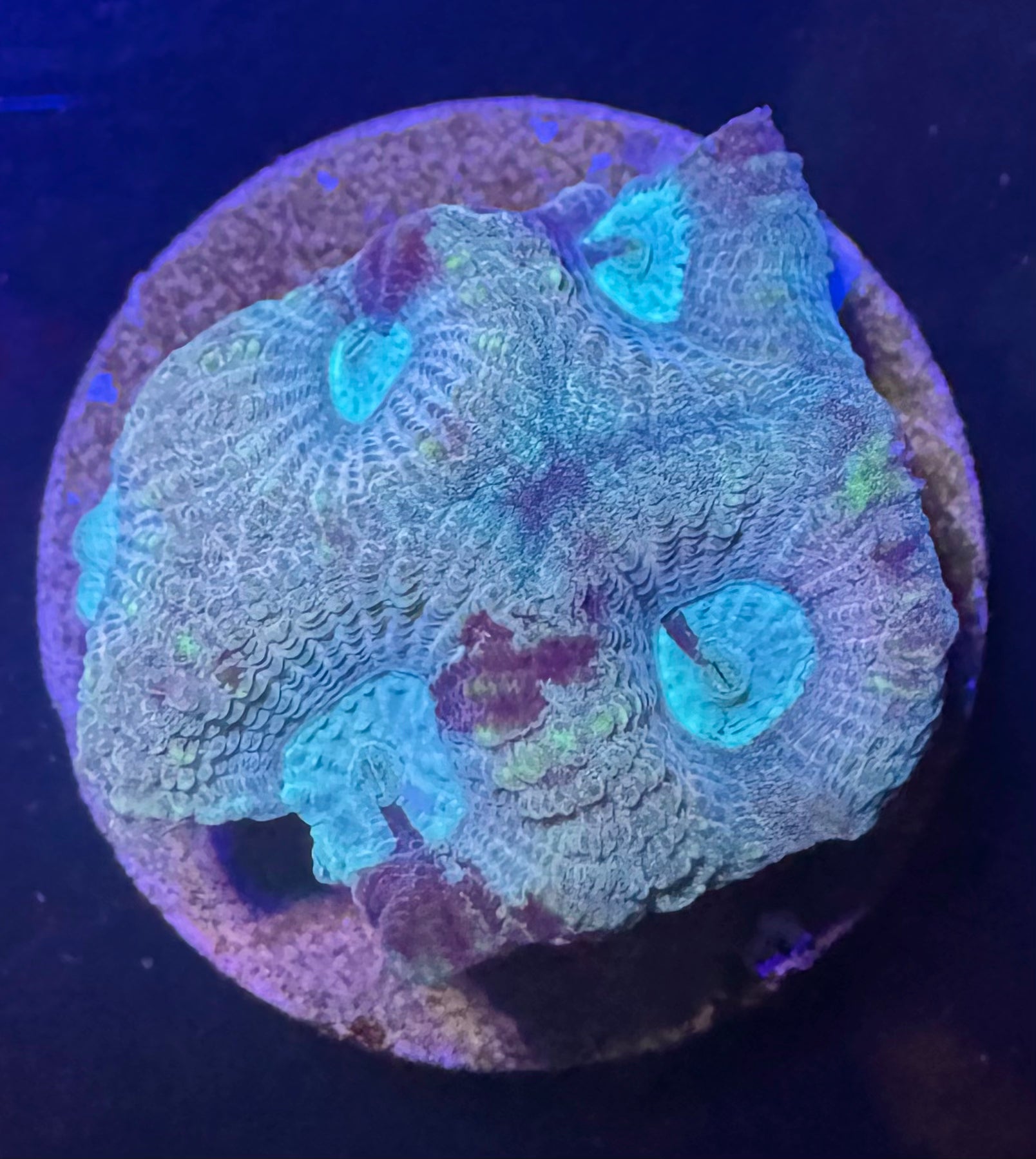 Pastel Favia — exact WYSIWYG Frag B for sale