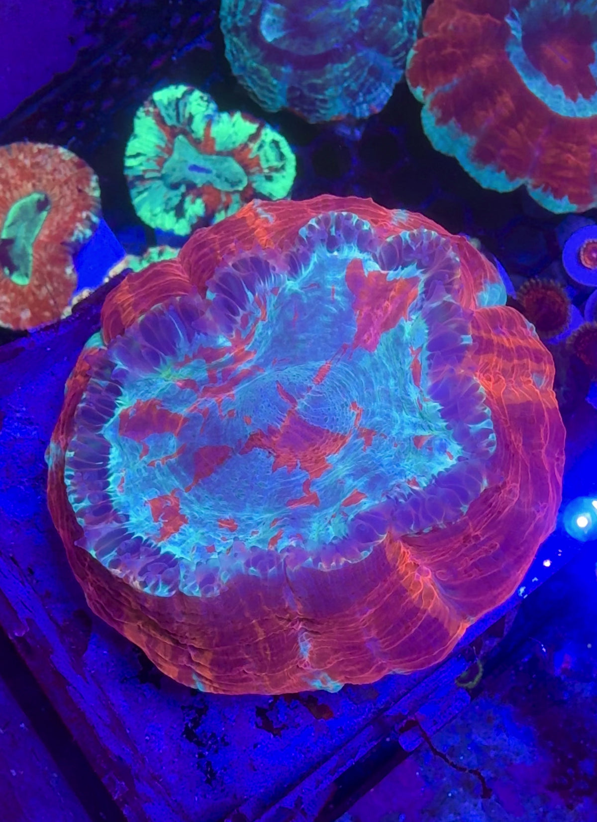Acanthophyllia— Blue and Orange — WYSIWYG — High End LPS Coral