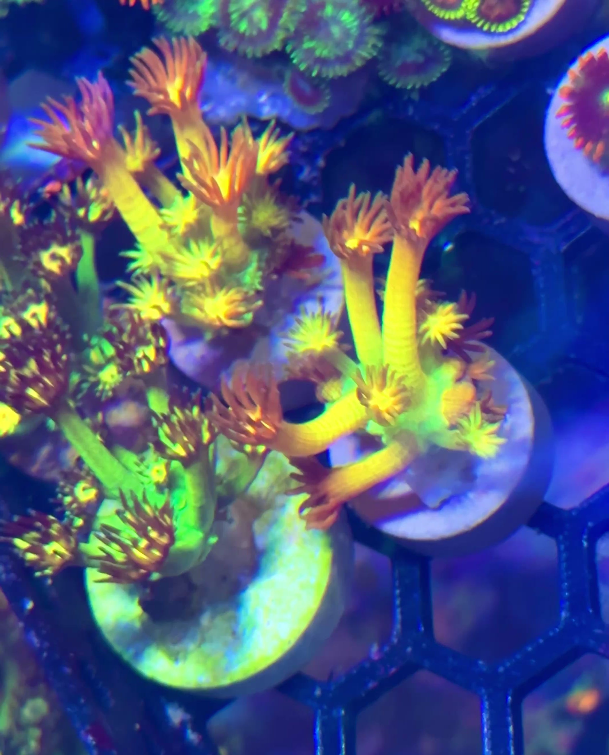 Amazeballs Goniopora — Rare LPS Coral — UK grown