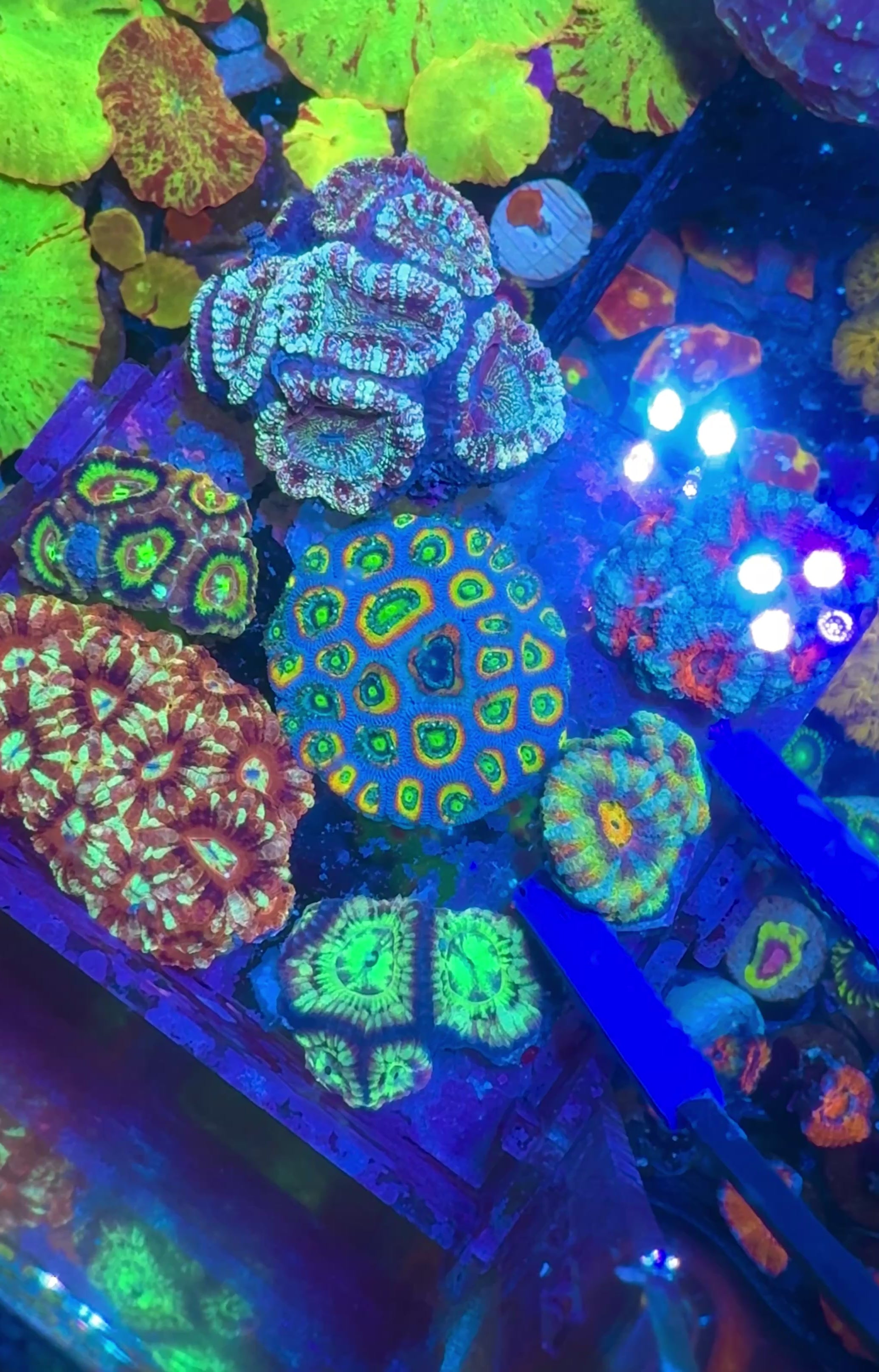 Master Grade Rainbow Acan Lord — High End LPS Coral — UK Grown