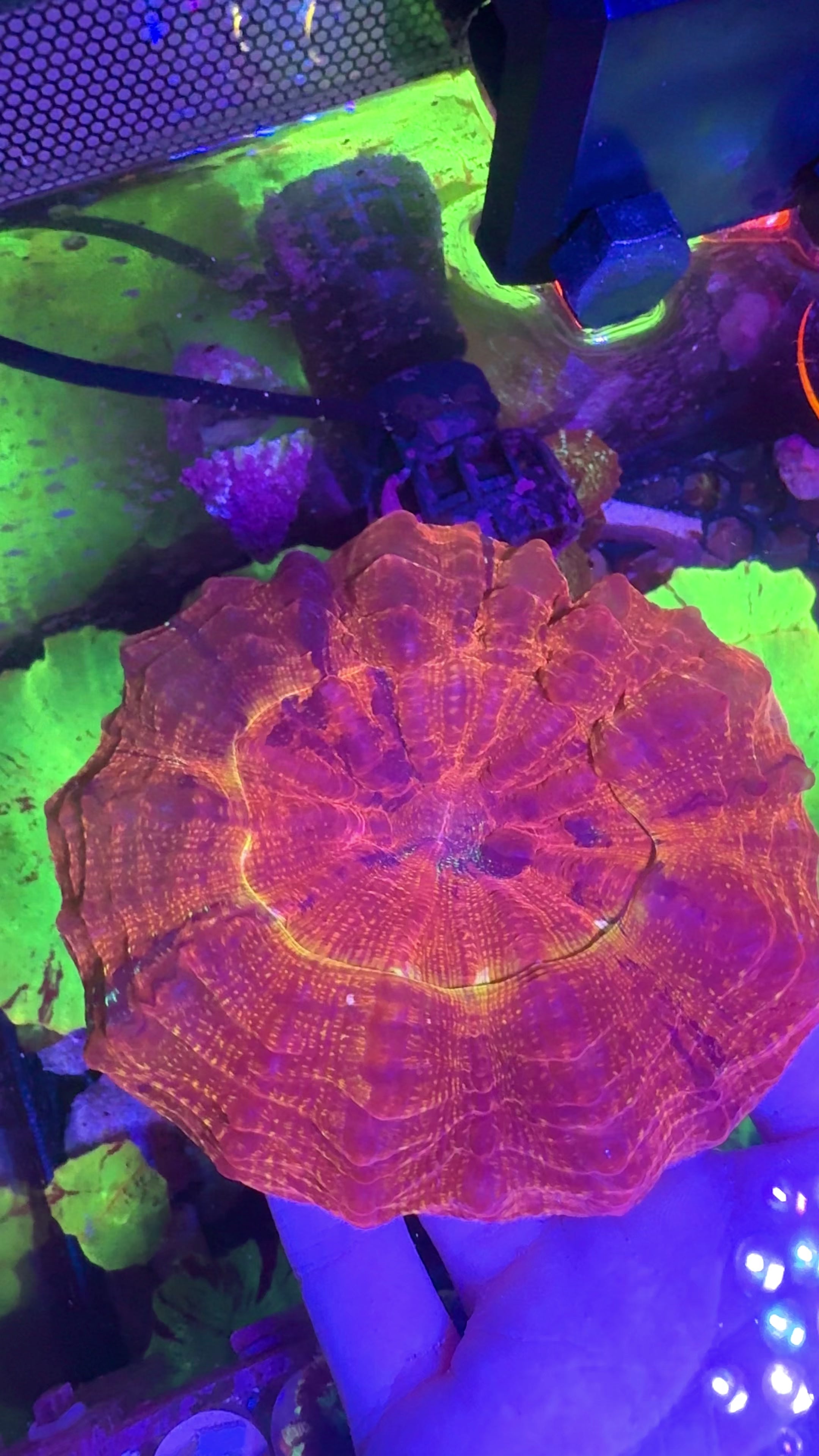 Acanthophyllia— Glittered Caramel — WYSIWYG — High End LPS Coral