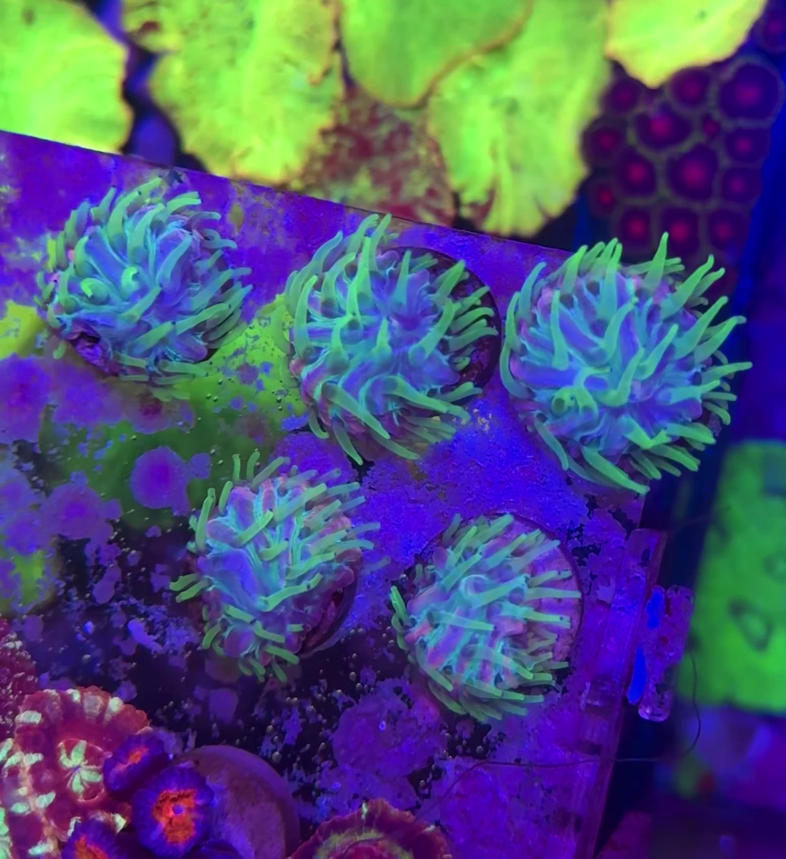 Rainbow Fungia — Rare LPS Coral — UK Grown