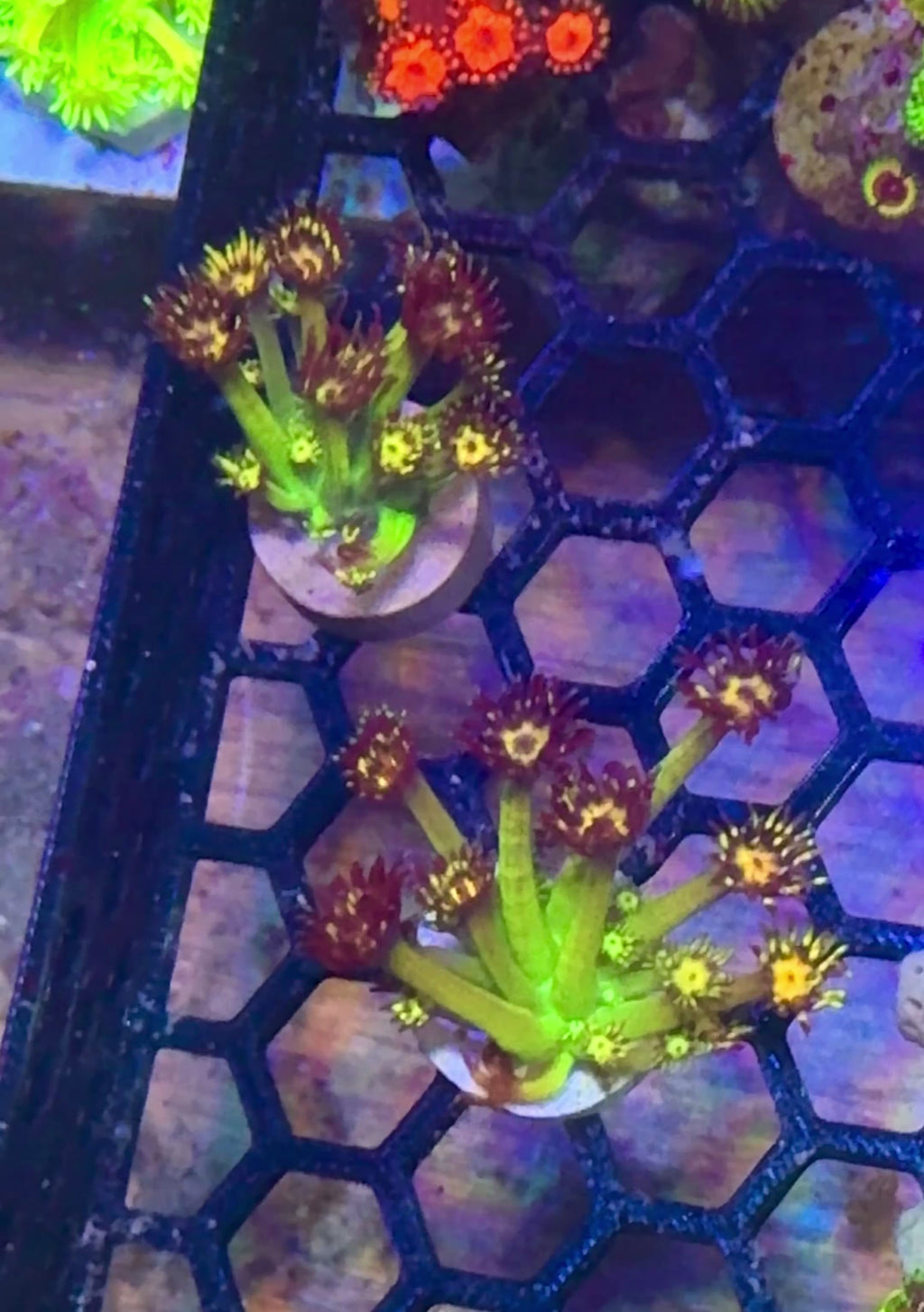 UC Grand Master Goniopora — High End LPS Coral — UK Grown