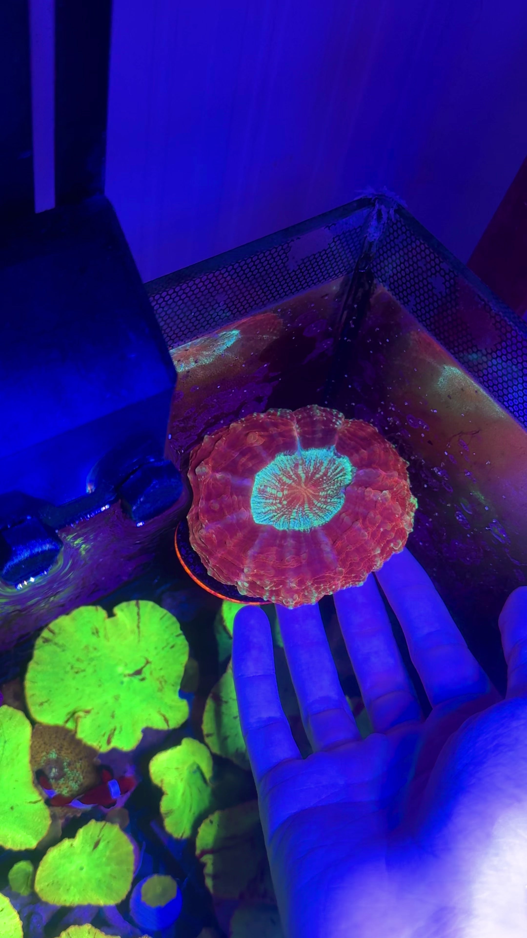 Acanthophyllia— Blue Glitter — WYSIWYG — High End LPS Coral