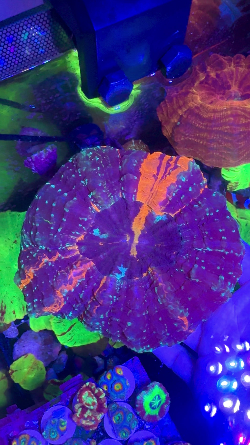 Acanthophyllia— Indigo and Orange — WYSIWYG — High End LPS Coral