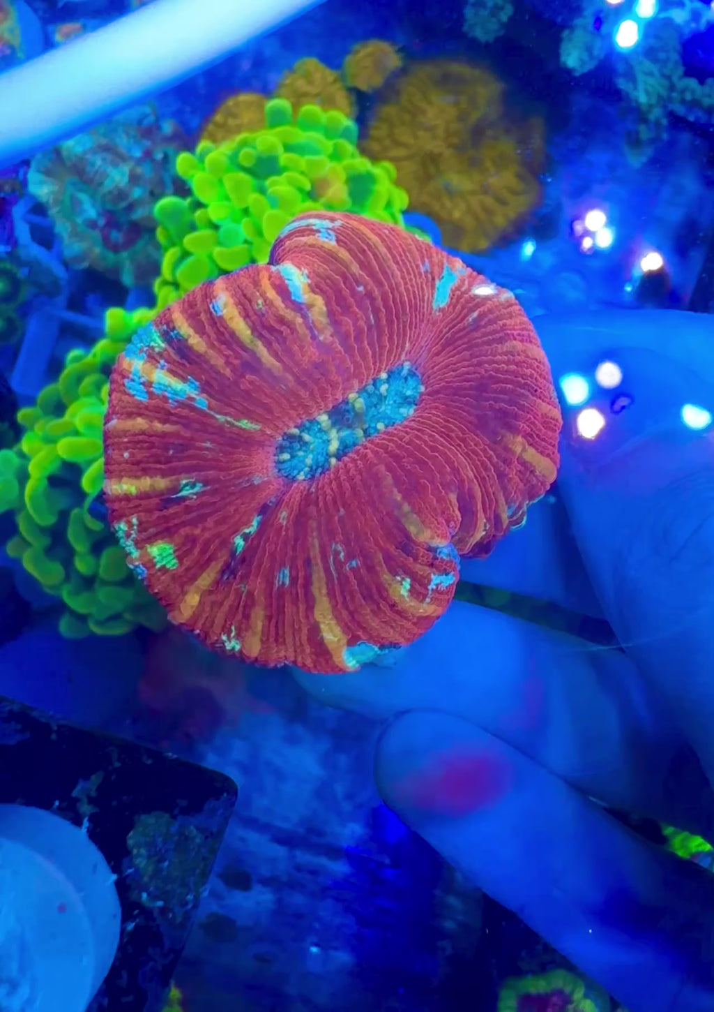 Rainbow Confetti Trachyphyllia   — WYSIWYG — High End LPS Coral