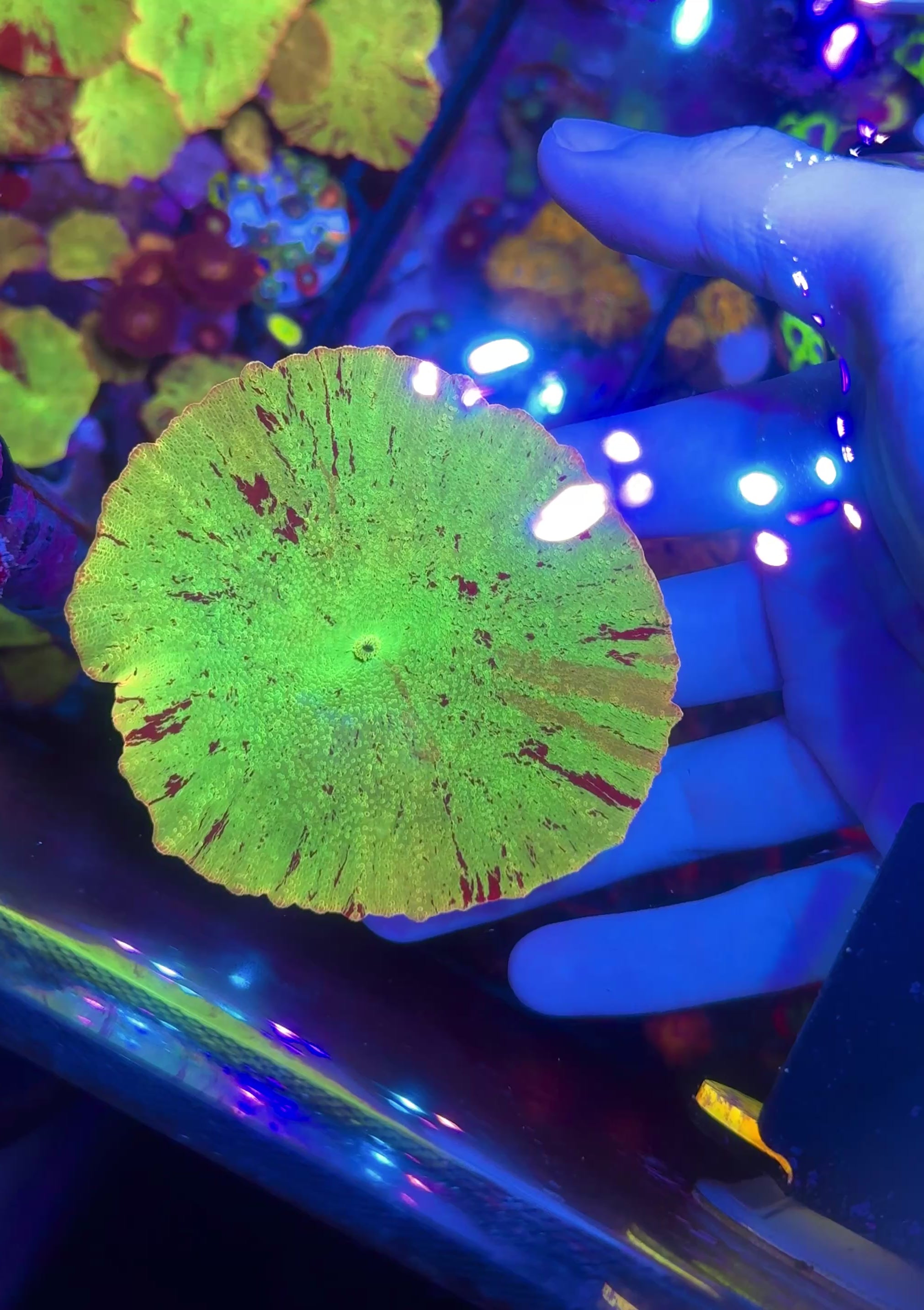 Eclectus Jawbreaker Mushroom – True Rainbow – WYSIWYG – UK Grown
