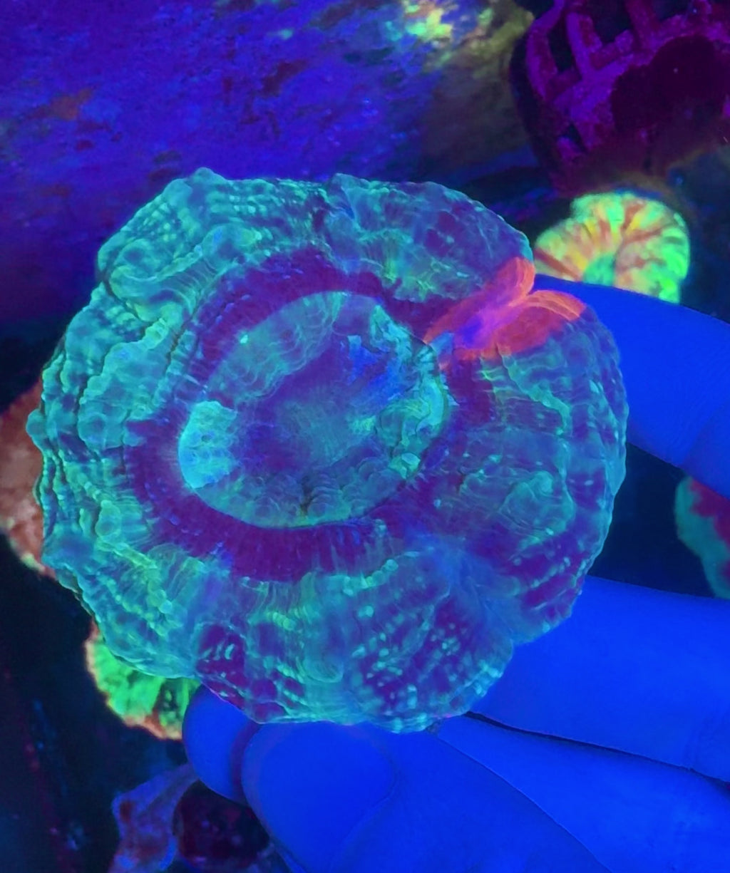 Acanthophyllia— Green and Orange — WYSIWYG — High End LPS Coral