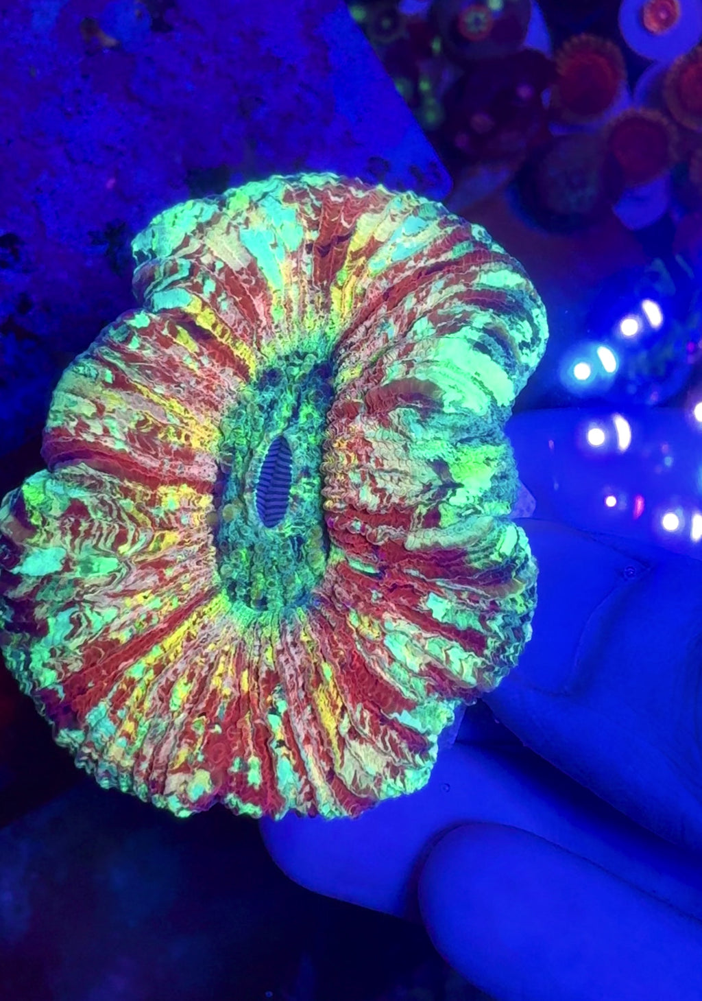 Rainbow Trachyphyllia   — WYSIWYG — High End LPS Coral