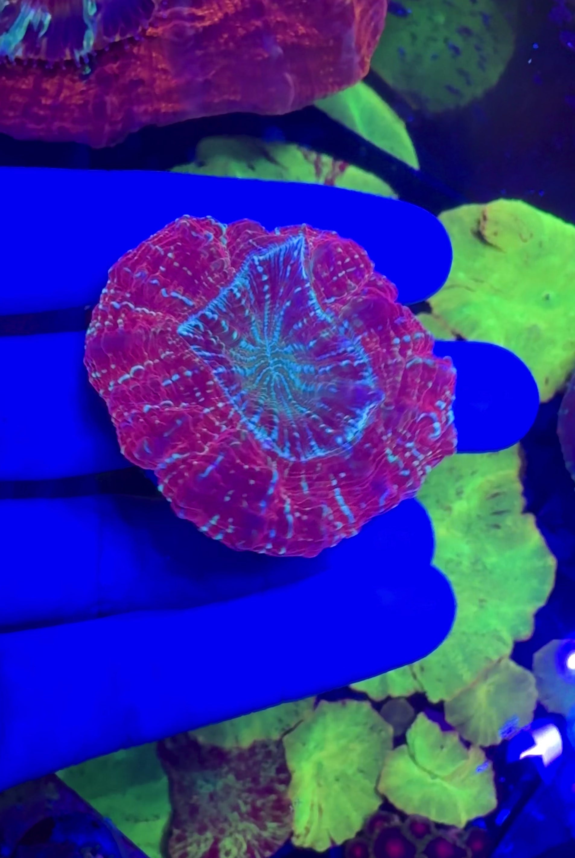 Acanthophyllia— Blue Glitter — WYSIWYG — High End LPS Coral