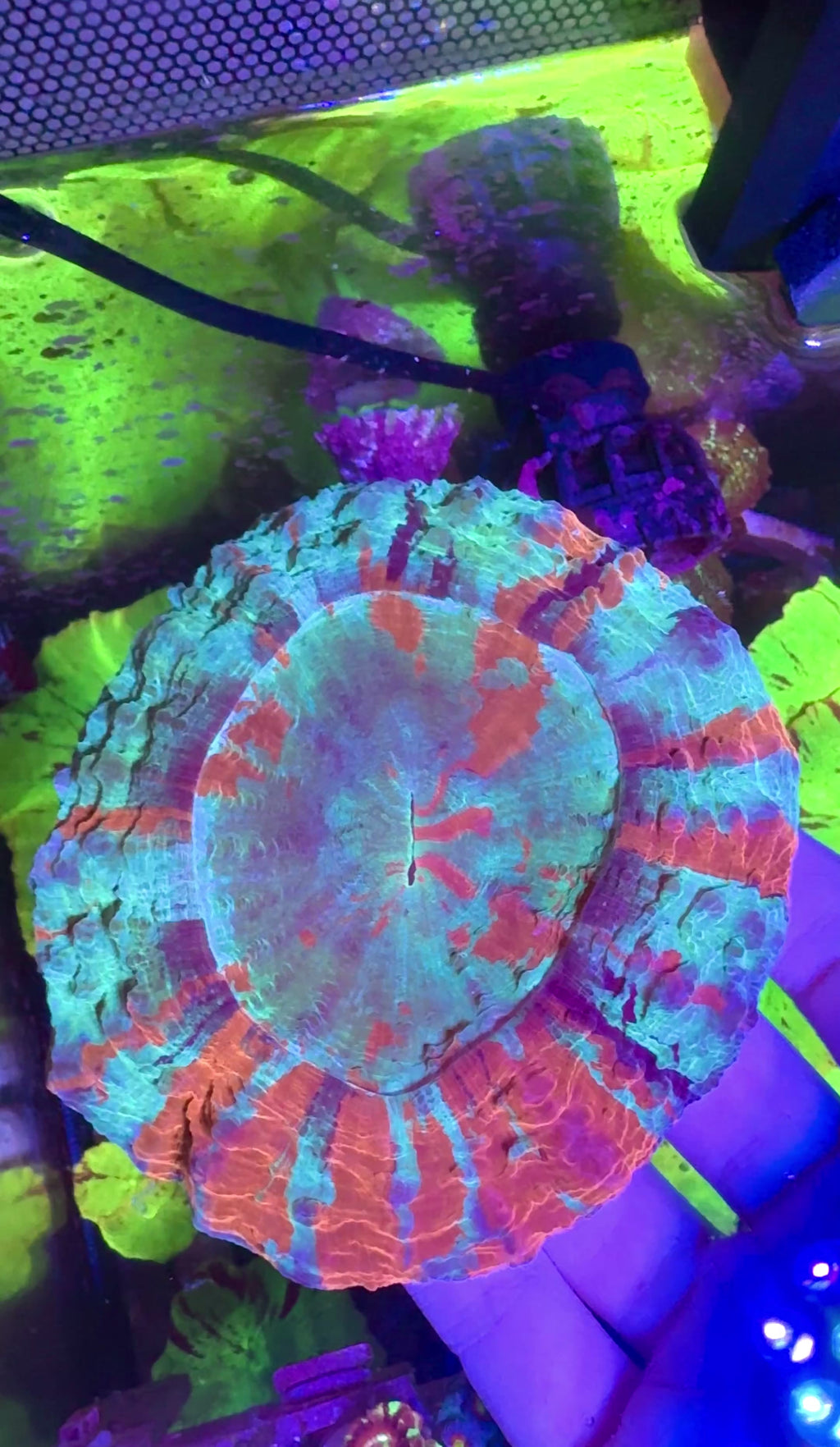 Acanthophyllia— Blue and Orange — WYSIWYG — High End LPS Coral